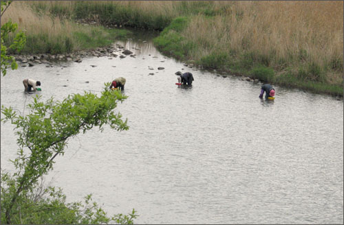 보성강에서 다슬기를 채취하고 있는 주민들.