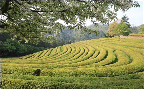 유연한 곡선미가 살아있는 봄날의 보성차밭.