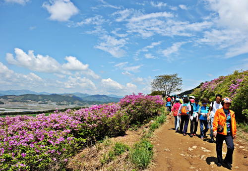 운봉읍에서 바래봉 철쭉길을 걷기위해 오르는 사람들과 내려오는 사람들이 인산인해를 이루고 있다.