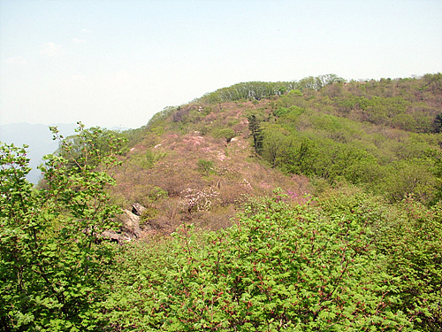 산철쭉 군락지 한반도 모양의 산철쭉 군락