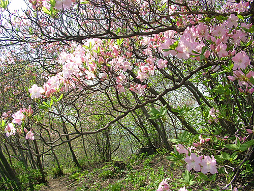 산철쭉 터널 서리산