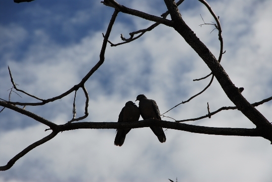 모티프원 정원에서의 멧비둘기. 이들의 사랑처럼 진정한 선물은 나눔의 증표입니다.