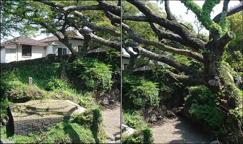 명월리 중동천변에는 수백 년 된 팽나무가 자생하고 있다. 그 가운데 옛날 선비들이 시를 읊고 풍류를 즐기던 '명월대'가 있다. 