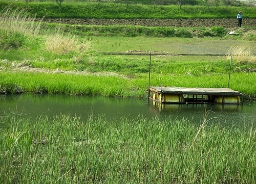 북한강가의 작은 저수지와 논밭들이 정겨운 전원 풍경을 만듭니다.  