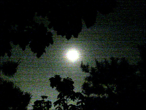 나무 사이로 달빛이 스며들어왔다.