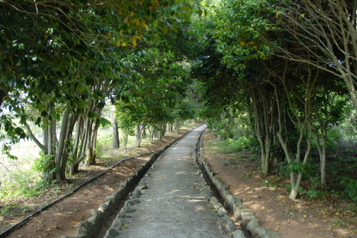 동백나무 터널 길