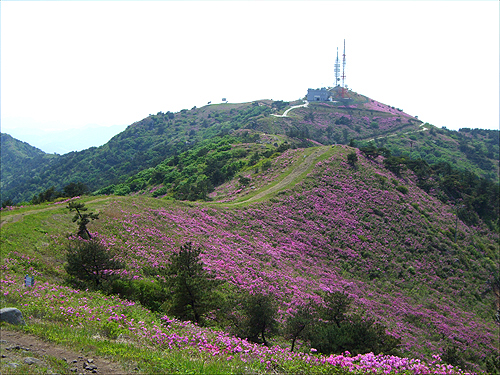 KBS 망운산 송신소로 가는 길에 연분홍 산철쭉꽃들이 흐드러지게 피어 있었다. 　