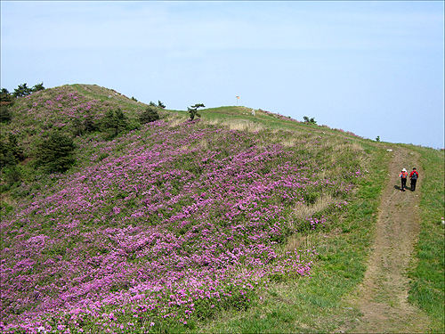 마음의 평화를 느낄 수 있었던 행복한 산철쭉 꽃길에서. 　