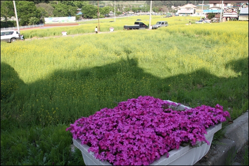  유채꽃밭에 드리운 산 그림자