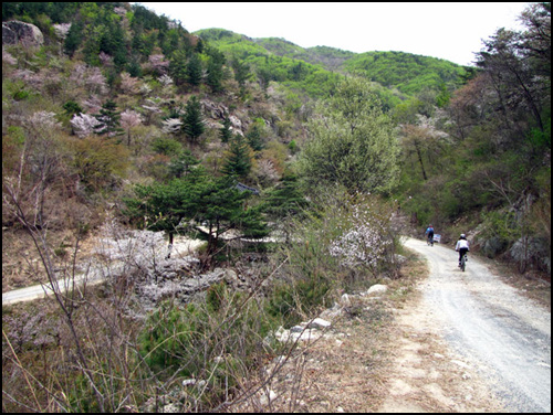 충남 금산군 군북면 산안리에서 열렸던 '산벚꽃 축제'에는 산을 통째로 꽃이 물들이고 있어요. 이 산길을 따라 자전거를 타는 기분도 퍽 남다르지요.