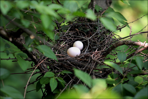 멧비둘기 둥지에 예쁜 생명을 잉태한 알이 담겨있다.