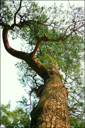 소광리 금강소나무림 내 보호수로 지정되어 있는 수령 520년의 할아버지 소나무. 50년 전만 해도 용소골, 소광리, 응봉산, 봉화군 일대에는 이런 나무들이 지천이었다. 