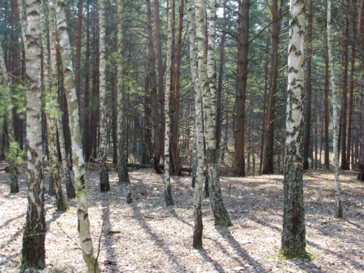 러시아 소설 속에 너무나도 자주 등장하던 자작나무 숲에 갔었다.
이곳의 많은 작품에서도 벨료쟈라 불리는 이 나무는 등장하는 데 
거리의 화상들에 그림 속에서도 많이 볼 수 있다.