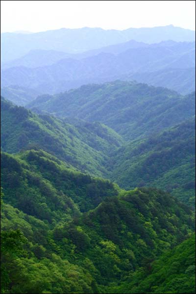 통고산 정상에서 바라본 낙동정맥 주변의 모습. 숲이 매우 푸르고 울창하다.