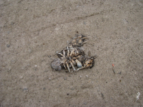 선별토사 매립지 부근에서 발견된 죽은 가재