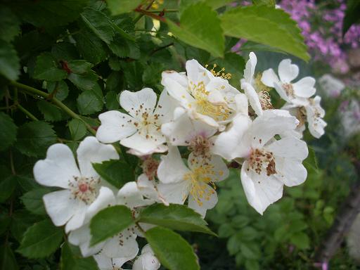 ...하얀 찔레꽃...그 향기 그윽하고...흐드러지게 피어난 어여쁜 꽃들이 먼저 반기는 곳...