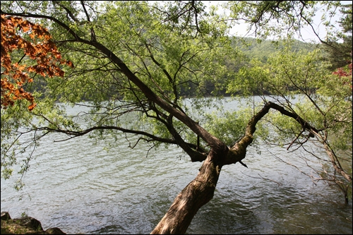 물가에서 자란 이 버드나무는 호수 물위에 비스듬하게 누워있는 모습이 참으로 이채롭다