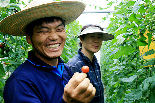 환한 미소를 짓는 김씨 부부의 얼굴이 농익은 방울토마토의 붉은 빛깔처럼 때깔이 자르르하니 곱다.