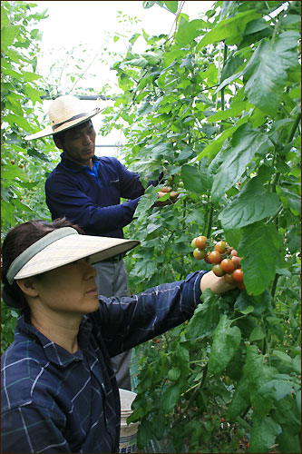 김씨 부부가 함께 방울토마토를 수확하고 있다.