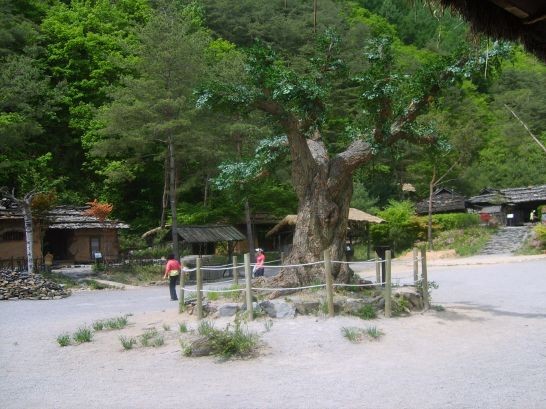 동막골 정자목 웰컴투 동막골 영화 동선의 중심이다. 