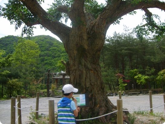 가까이서 본 정자목 영화를 위해 기둥을 세우고 나뭇잎을 붙인 가짜나무다.