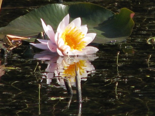 습지원 연못에 핀 연꽃
