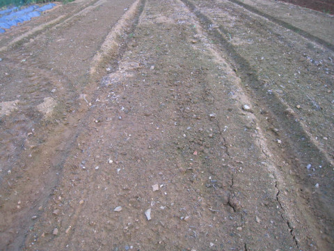 파가 심어져있던 밭을 트랙터로 정리하였다.
