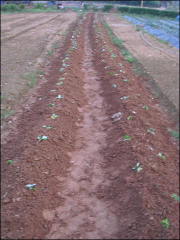 고구마를 심은 모습, 환경을 위해 비닐멀칭을 하지 않았다. 초반에 풀만 잡아주면 고구마줄기가 흙을 덮어 풀이 잘 나지 못한다.