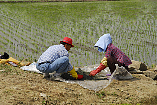 논에서 일하고 있는 농부