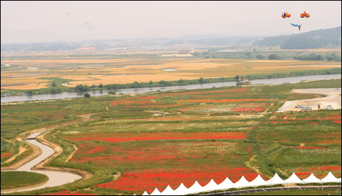 영산강을 끼고 있는 다야뜰에 붉은 색의 꽃양귀가 활짝 펴 장관을 이루고 있다. 나주영상테마파크에서 내려다 본 다야뜰 풍경이다.