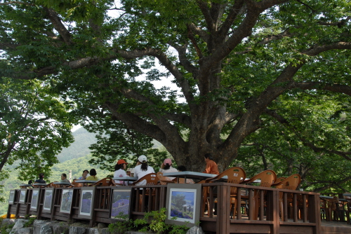 느티나무 그늘 아래 마련된 노천 식당