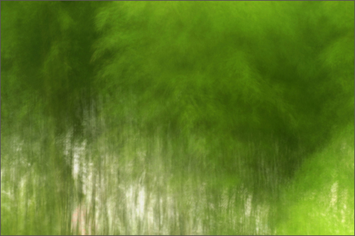 라규채 사진작 '대숲은 空하다'
