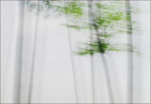 라규채 사진작 '대숲은 空하다'