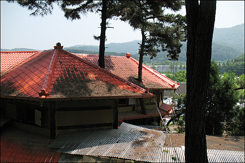 지붕을 뚫고 올라간  소나무가 있는 건물의 뒷모습.