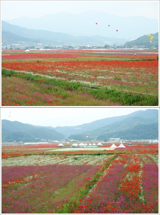  한들 플로리아 페스티벌 풍경