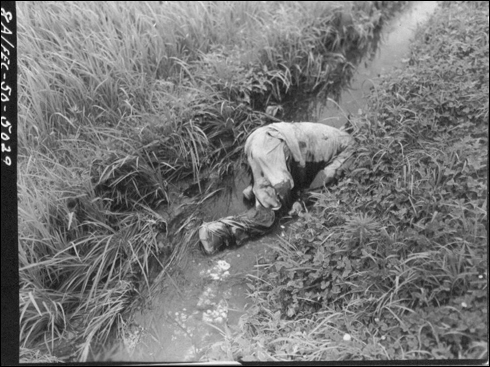 1950. 7. 29. 경북 영덕에서 인민군 병사가 수로에서 엎드린 채 죽어 있다. 