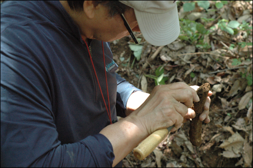 발굴현장에서 나무뿌리 하나도 허투로 넘기지 않고 있는 박선주 유해발굴 조사단장.