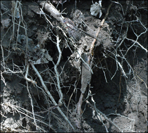나무 뿌리들이 유골을 관통한 상태로 발견되기도 했다.