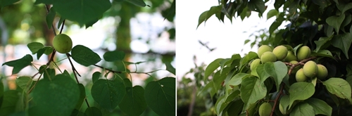 좌측은 살구나무이고, 우측은 매실나무이다. 언뜻 보아서는 구분하기가 쉽지않다