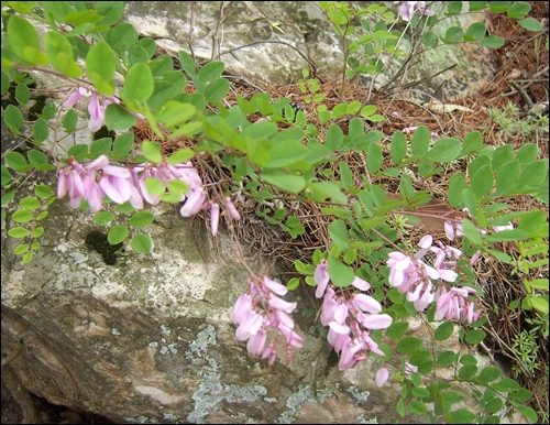바위틈에서 꽃피운 야생화