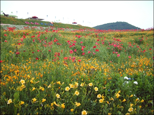 꽃축제장 풍경, 뒤에 보이는 산이 심학산