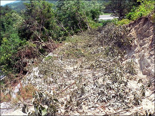 무단으로 산림을 훼손하고 개설한 진입로 위에 비닐과 잠목을 깔아 놓았다. 