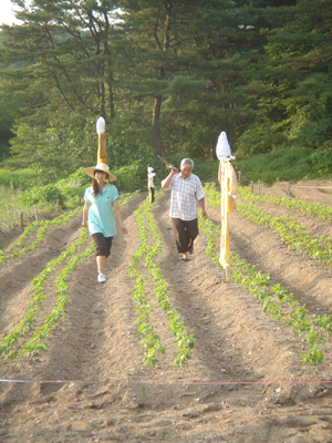 밭에 허수아비를 세우는 마을 주민과 평화농활대 학생들.