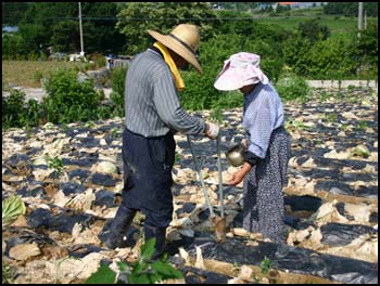 옥수수를 심은 부부 내가 밀레라면 이 장면을 화폭에 담고 싶다.