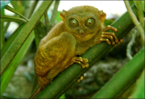 필리핀 보홀섬에서 서식하는 희귀종 안경원숭이