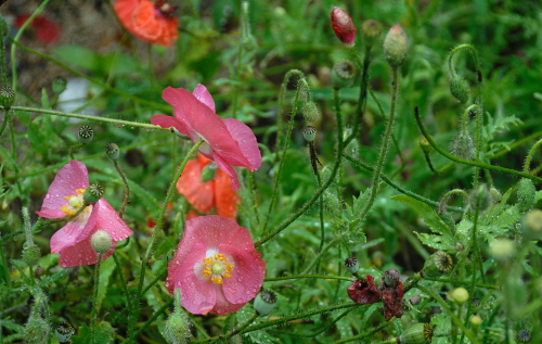 비에 젖은 양귀비꽃