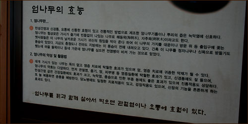  엄나무 삶은 물은 신경통과 강장, 해열, 요통, 신장병, 당뇨병, 피로회복 등에 좋다고 알려져 있다. 
