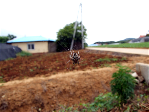 기온상승으로 인해 모기 등의 해충이 기승을 부리면서 이들의 천적인 거미가 기하급수적으로 늘어나고 있다.