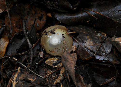 뱀알처럼 생긴 망태버섯포자. 낙엽으로 다시 덮어주어야 레이스 모양의 치마를 펼친다.