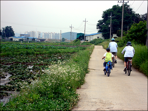 온 가족이 자전거를 타고 연꽃밭을 지나가고 있다.